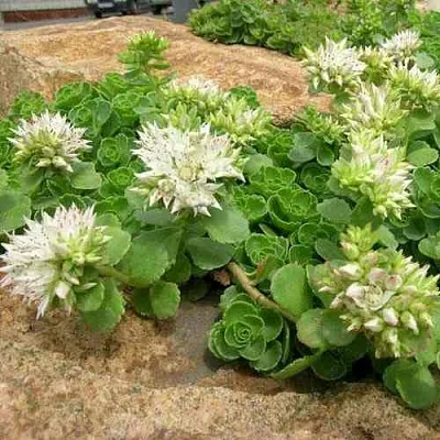 Очиток (седум) АЛЬБУМ ложный  Очиток (седум) АЛЬБУМ ложный в Москве