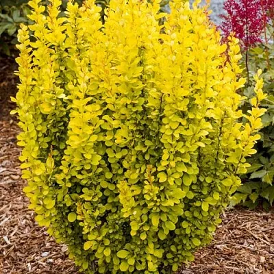 Барбарис ГОЛДЕН ТОРЧ тунберга  Барбарис ГОЛДЕН ТОРЧ тунберга в Москве