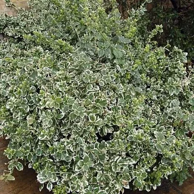 Бересклет ЭМЕРАЛЬД ГАИТИ форчуна  Бересклет ЭМЕРАЛЬД ГАИТИ форчуна в Москве