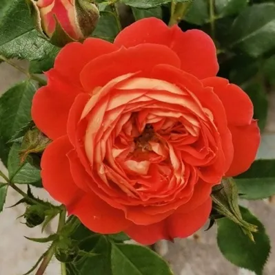 Саженцы роз СТАРЛЕТ РОУЗ КАРМЕН плетистая — описание сорта Саженцы роз СТАРЛЕТ РОУЗ КАРМЕН плетистая в Москве