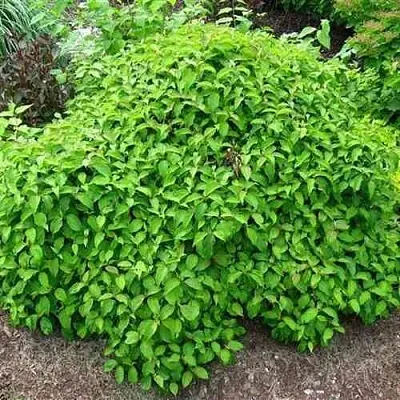 Дерен КЕЛСЕИ шелковистый   Дерен КЕЛСЕИ шелковистый  в Москве