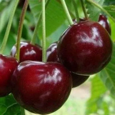 Вишня МИЛАВИЦА — описание сорта Вишня МИЛАВИЦА в Москве