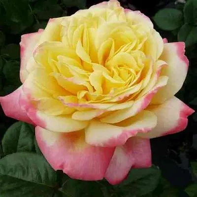 Саженцы роз КОРДЕС ДЖУБИЛИ чайно-гибридная  Саженцы роз КОРДЕС ДЖУБИЛИ чайно-гибридная в Москве