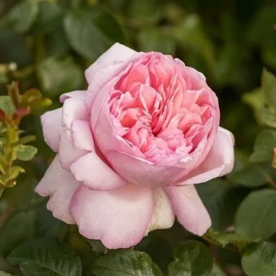 Саженцы роз МАУРИЦИЯ чайно-гибридная  Саженцы роз МАУРИЦИЯ чайно-гибридная в Москве