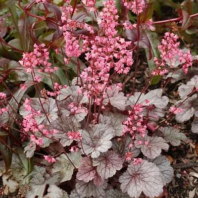 Гейхера МИЛАН  Гейхера МИЛАН в Москве