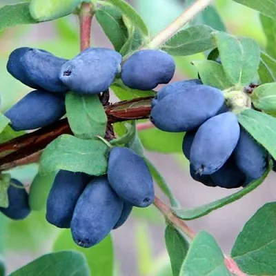 Жимолость съедобная ХОНЕЙ БИ в Москве