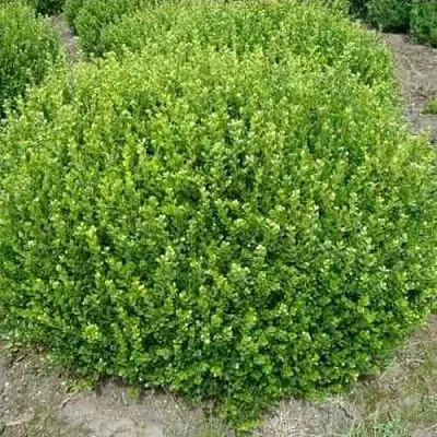 Самшит ФОЛКНЕР  Самшит ФОЛКНЕР в Москве