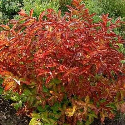 Вейгела ОГНЕННЫЕ КРЫЛЬЯ  Вейгела ОГНЕННЫЕ КРЫЛЬЯ в Москве