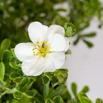 Лапчатка СНОУБЕРД кустарниковая  Лапчатка СНОУБЕРД кустарниковая в Москве