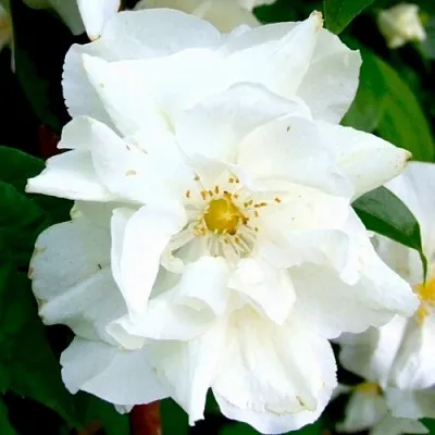 Жасмин РОЗАЦЕ  Жасмин РОЗАЦЕ в Москве