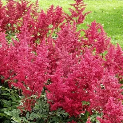 Астильба СКАЙСКРЕЙПЕР китайская  Астильба СКАЙСКРЕЙПЕР китайская в Москве