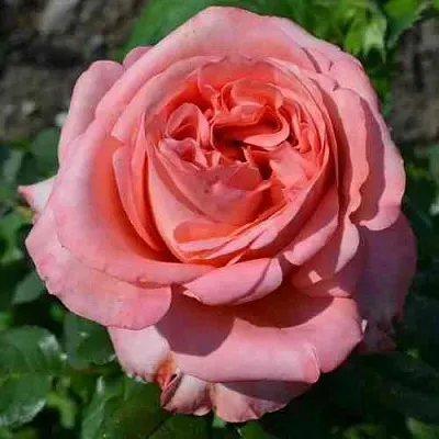 Саженцы роз ЛОНДОН АЙ чайно-гибридная  Саженцы роз ЛОНДОН АЙ чайно-гибридная в Москве