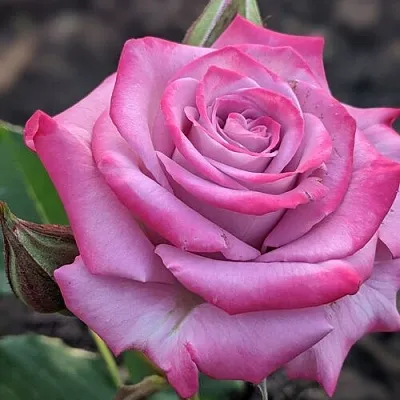 Саженцы роз ОКЕАН МИКАДО спрей  Саженцы роз ОКЕАН МИКАДО спрей в Москве