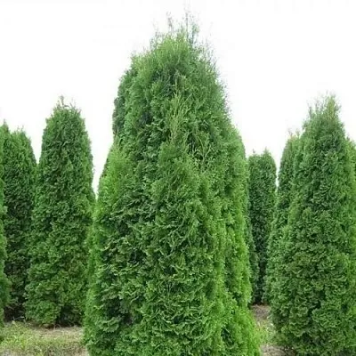 Туя КОЛУМНА западная  Туя КОЛУМНА западная в Москве