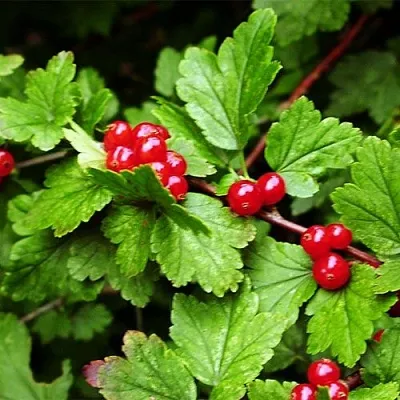 Смородина альпийская  Смородина альпийская в Москве