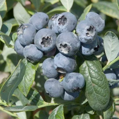 Голубика БРИГИТТА — описание сорта Голубика БРИГИТТА в Москве