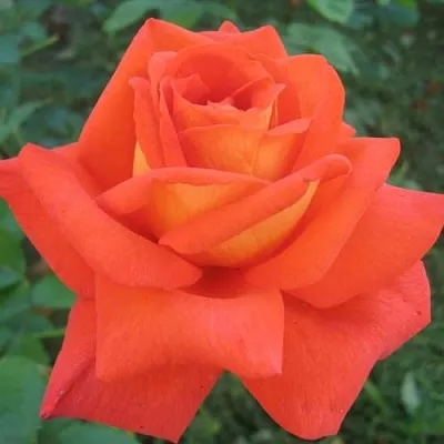 Саженцы роз ЛОВЕРС МИТИНГ чайно-гибридная  Саженцы роз ЛОВЕРС МИТИНГ чайно-гибридная в Москве