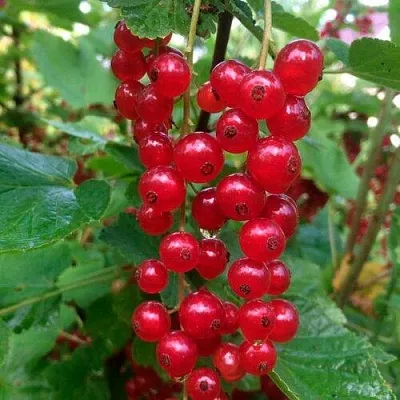 Смородина красная КОНСТАНТИНОВСКАЯ в Москве