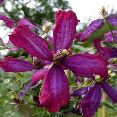 Клематис СВИТ САММЕР ЛАВ  Клематис СВИТ САММЕР ЛАВ в Москве