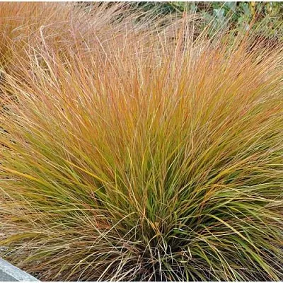 Осока БРОНЗОВЫЕ КУДРИ  Осока БРОНЗОВЫЕ КУДРИ в Москве