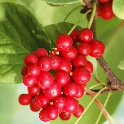 Лимонник ДЕДОВСКИЙ  Лимонник ДЕДОВСКИЙ в Москве