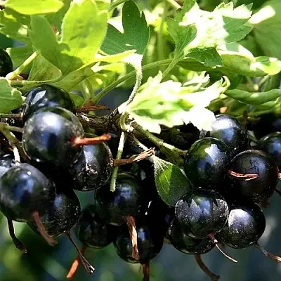 Золотистая  Золотистая в Москве