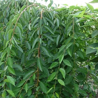 Черешня ПЕНДУЛА декоративная  Черешня ПЕНДУЛА декоративная в Москве