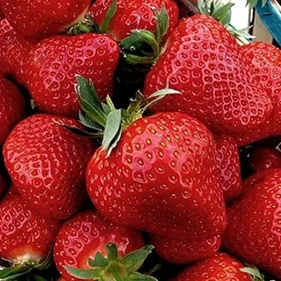 Клубника КЛЕРИ  Клубника КЛЕРИ в Москве