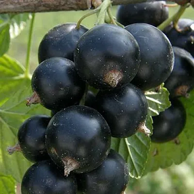 Смородина черная Ядреная-2 Смородина черная Ядреная-2