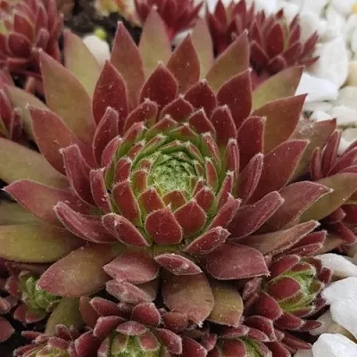 Молодило ЛЮФТШПРУНГ  Молодило ЛЮФТШПРУНГ в Москве