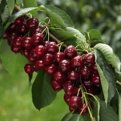 Вишня ОБЛАЧИНСКАЯ в Москве