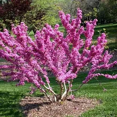 ЦЕРЦИС канадский   ЦЕРЦИС канадский  в Москве