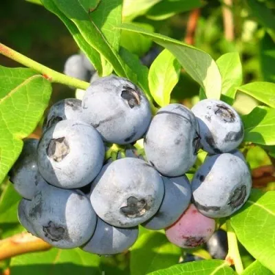 Голубика ЭЛИЗАБЕТ — описание сорта Голубика ЭЛИЗАБЕТ в Москве