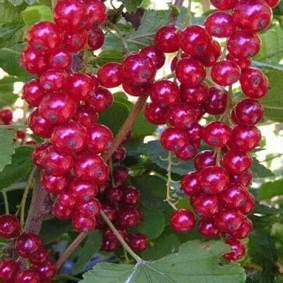 Смородина красная ПУРПУРНАЯ  Смородина красная ПУРПУРНАЯ в Москве