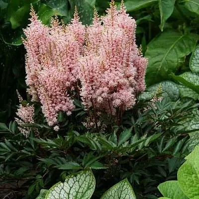 Астильба ЛУК ЭТ МИ японская  Астильба ЛУК ЭТ МИ японская в Москве