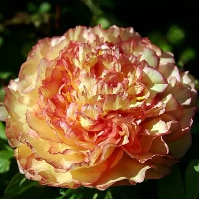 Пион ЗОЛОТАЯ РОССЫПЬ древовидный  Пион ЗОЛОТАЯ РОССЫПЬ древовидный в Москве