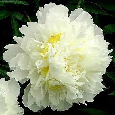 Пион ЗОЛОТОЙ ОРЕОЛ травянистый  Пион ЗОЛОТОЙ ОРЕОЛ травянистый в Москве