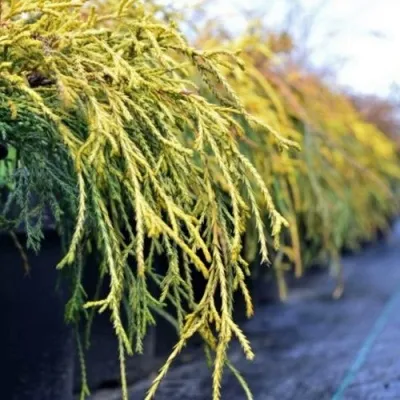 Кипарисовик ВАВЕЛ горохоплодный — описание сорта Кипарисовик ВАВЕЛ горохоплодный в Москве