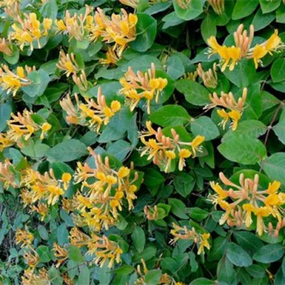 Жимолость ТЕЛЬМАНА в Москве