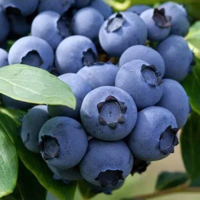 Голубика СПАРТАН — описание сорта Голубика СПАРТАН в Москве