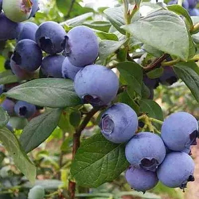 Голубика ХАРРИСОН  Голубика ХАРРИСОН в Москве