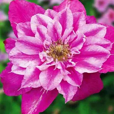 Клематис МАЙ ДАРЛИНГ   Клематис МАЙ ДАРЛИНГ  в Москве