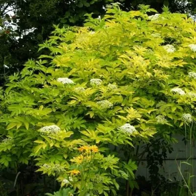 Бузина черная АУРЕА — описание сорта Бузина черная АУРЕА в Москве