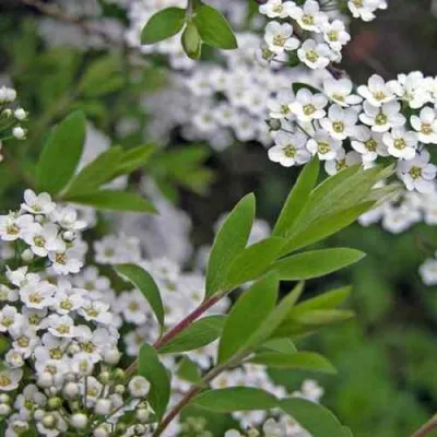 Спирея АРГУТА — описание сорта Спирея АРГУТА в Москве