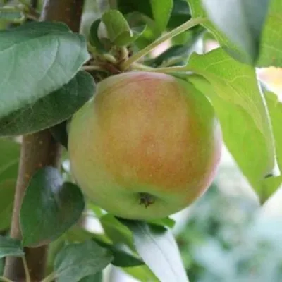 Яблоня ПОДСНЕЖНИК стелющаяся в Москве