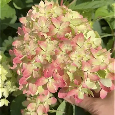 Гортензия ЛИТТЛ ЛАВ метельчатая  Гортензия ЛИТТЛ ЛАВ метельчатая в Москве