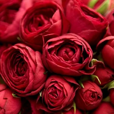 Саженцы роз РЕД ЛЕЙС спрей  Саженцы роз РЕД ЛЕЙС спрей в Москве