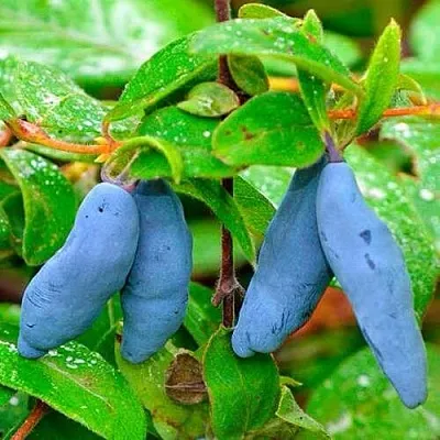 Жимолость съедобная МОРЕНА в Москве