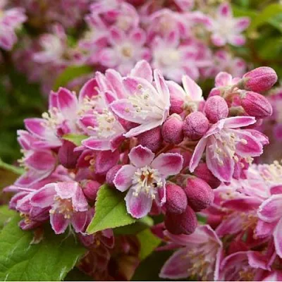 Дейция СТРОБЕРРИ ФИЛДС   Дейция СТРОБЕРРИ ФИЛДС  в Москве