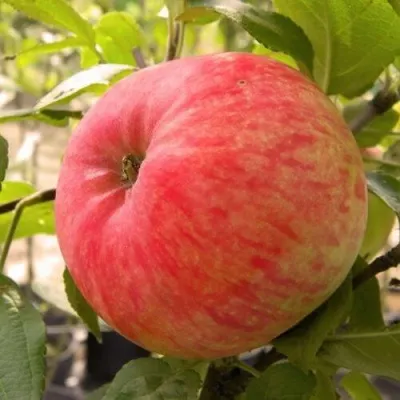 Яблоня ЯБЛОЧНЫЙ СПАС — описание сорта Яблоня ЯБЛОЧНЫЙ СПАС в Москве